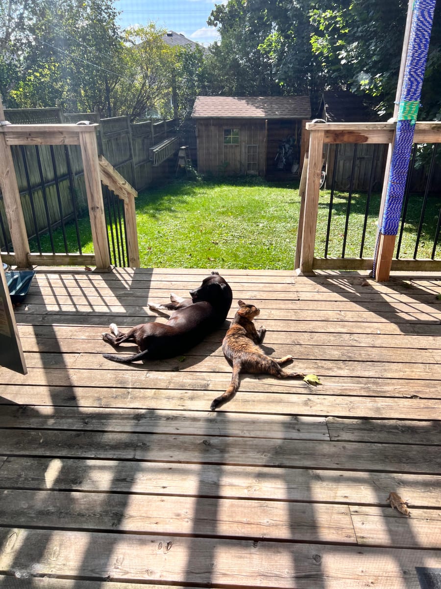 Maya and Ninja — the inspiration behind Scoop I Do